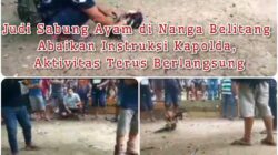 Judi Sabung Ayam di Nanga Belitang Abaikan Instruksi Kapolda, Aktivitas Terus Berlangsung